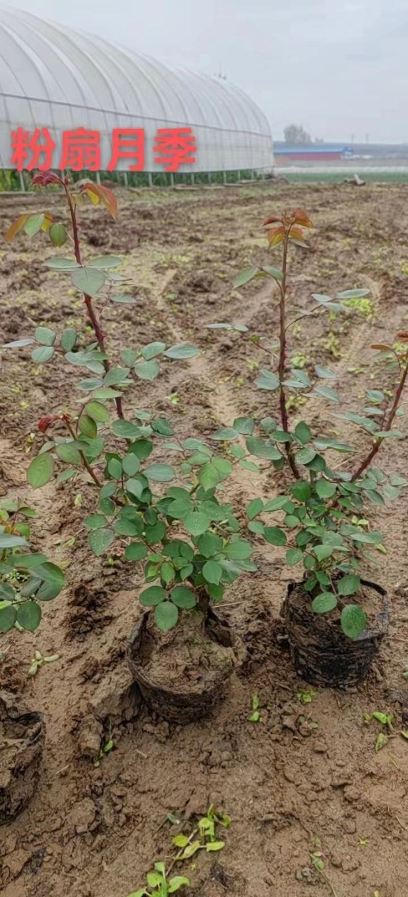 大花月季丰花月季藤本月季各15万棵，欢迎选购！