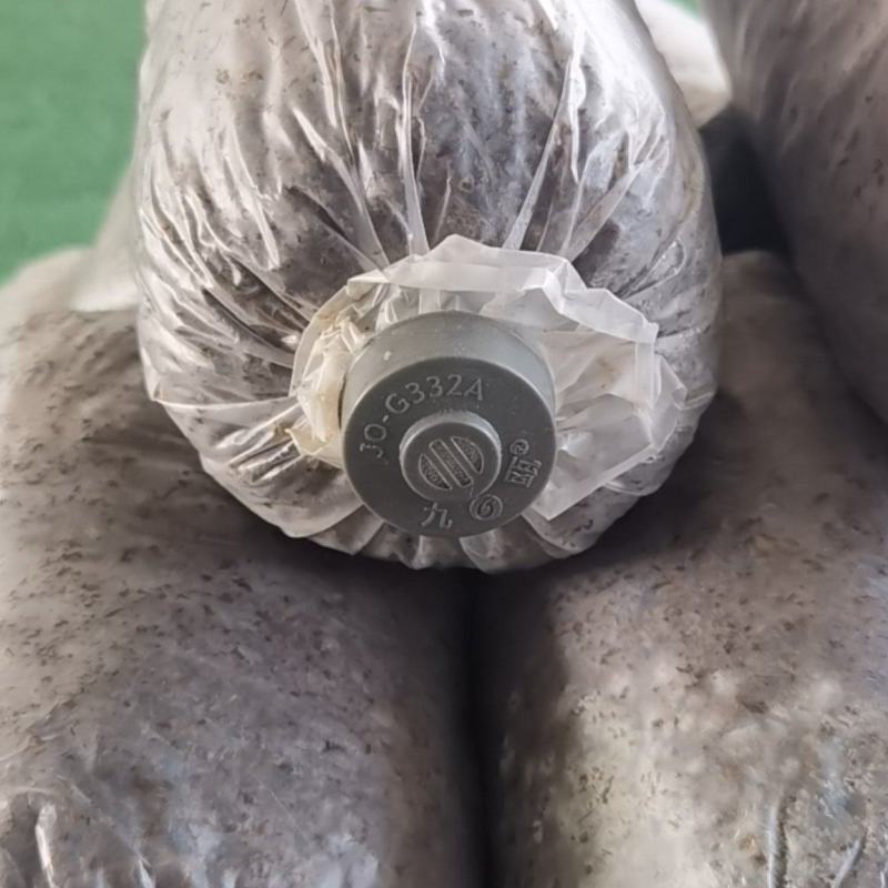 灵芝菌包