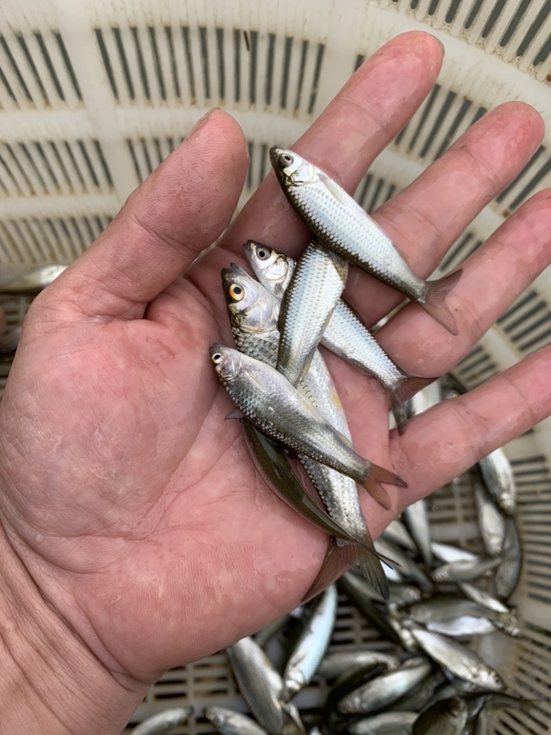 赤眼红鳟鱼苗
