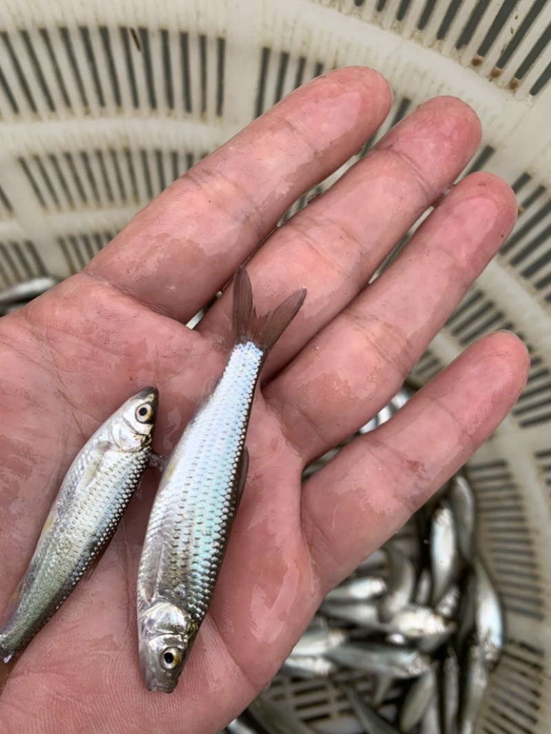 赤眼红鳟鱼苗
