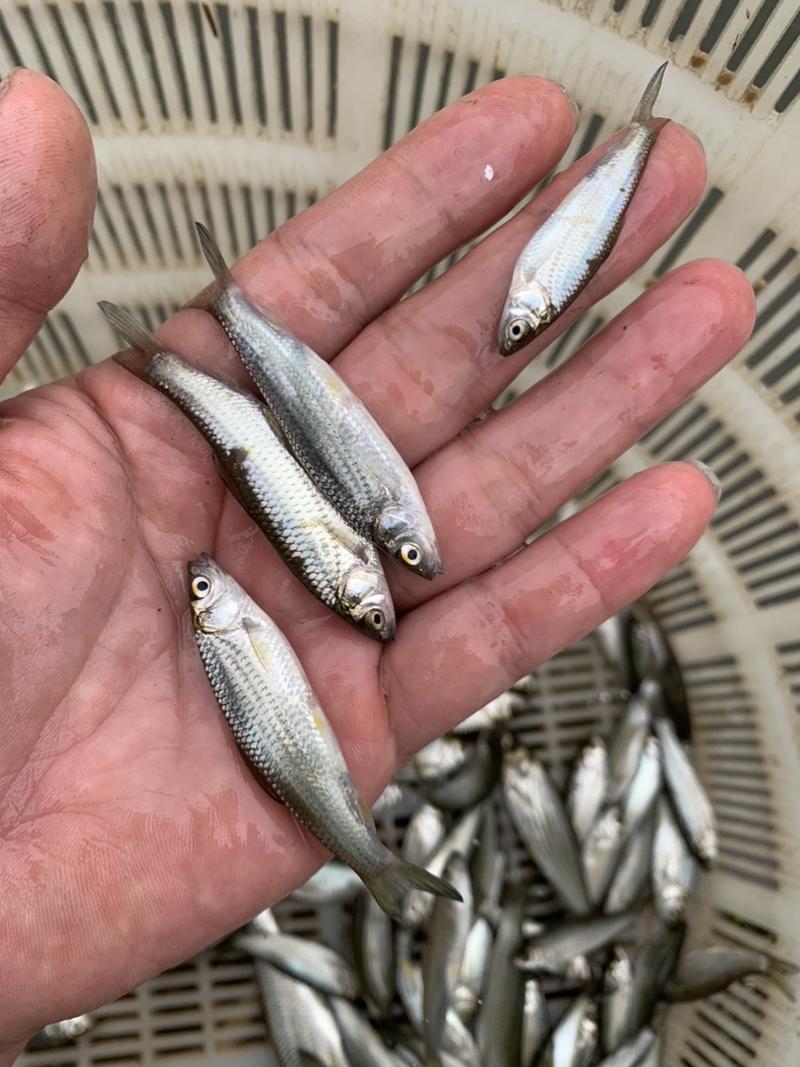 赤眼红鳟鱼苗