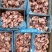 4425前筒骨多肉棒骨一手货源证件齐全全国发货食材供应
