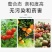 糖醇钙（4桶装）叶面肥农用钙肥双重补钙美果防裂果增重