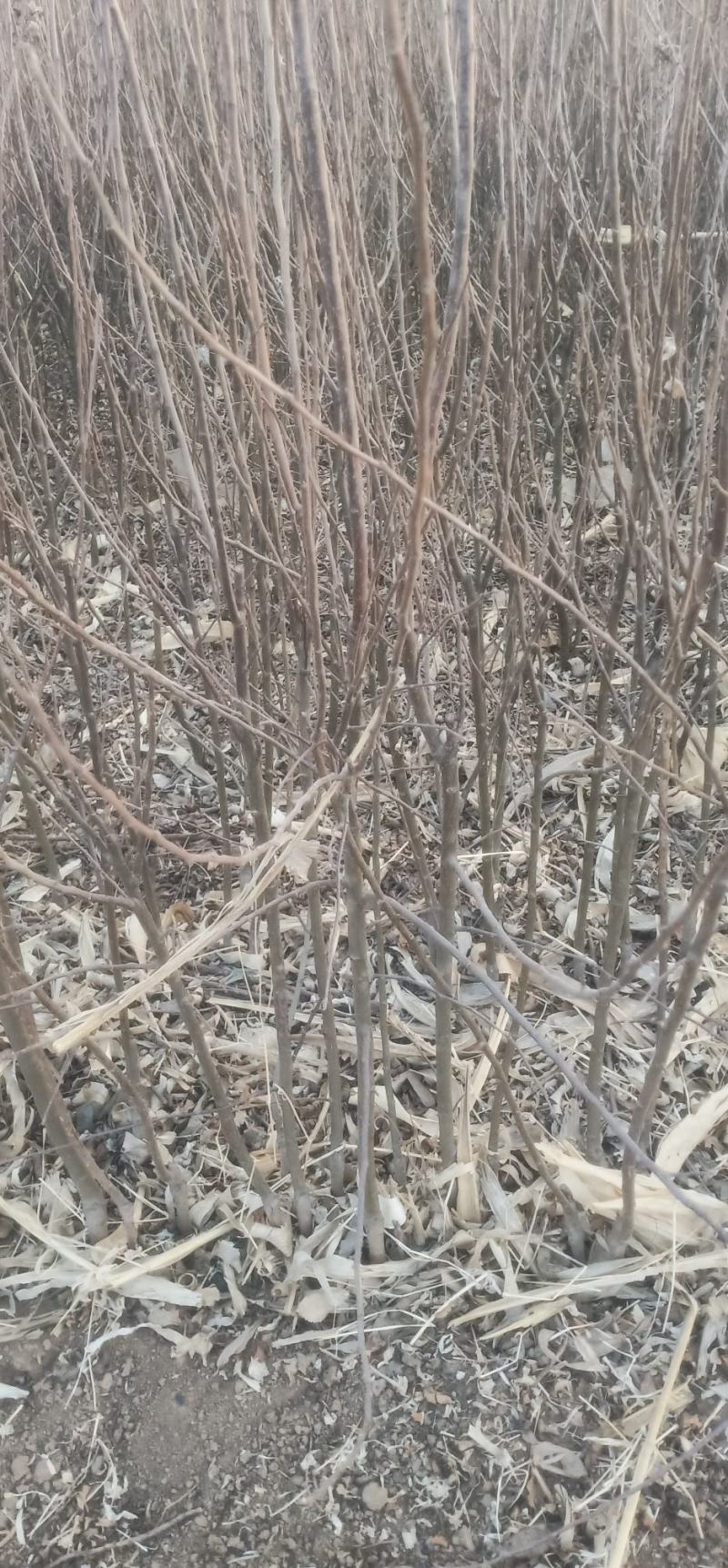 大金星山楂苗鸡心果树苗寒红梨树苗沙果树苗
