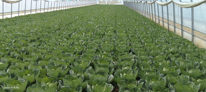 精品冷棚甘蓝上市菜型好，颜色翠绿，品质保证欢迎朋友们前来