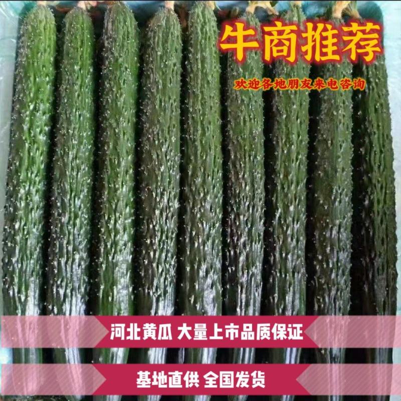 河北精品密刺黄瓜大量上市可视频看货欢迎采购