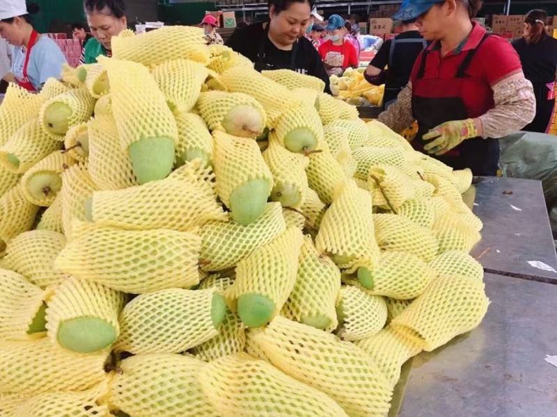 金煌芒果，价格有优势，产地直接发货，支持一件代发