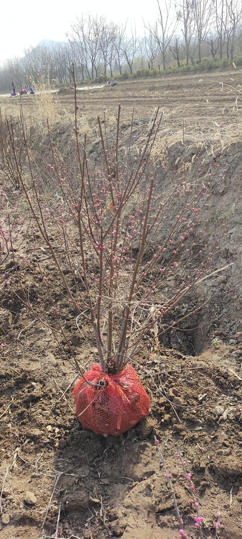 出售大丛榆叶梅球，基地直供，支持现场看苗，视频看货。