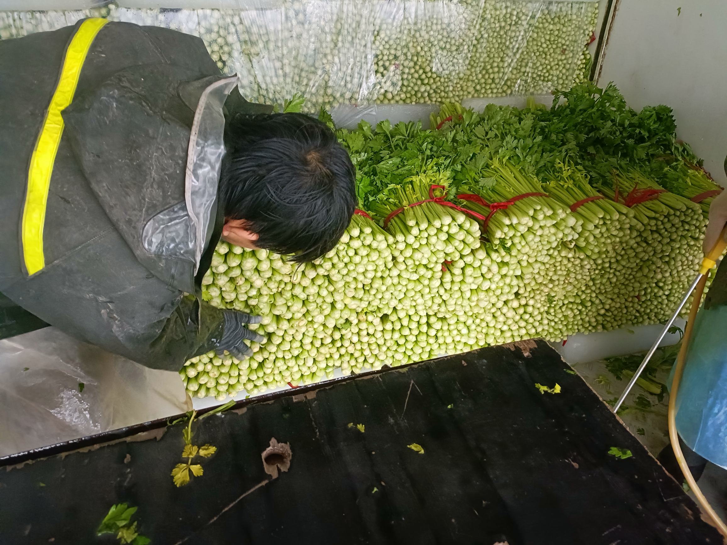 香芹正在清洗和切段的过程,案板上已准备好豆腐 香芹清洗与切段