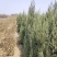 出售望都桧，基地直供，支持现场看苗，视频看货。