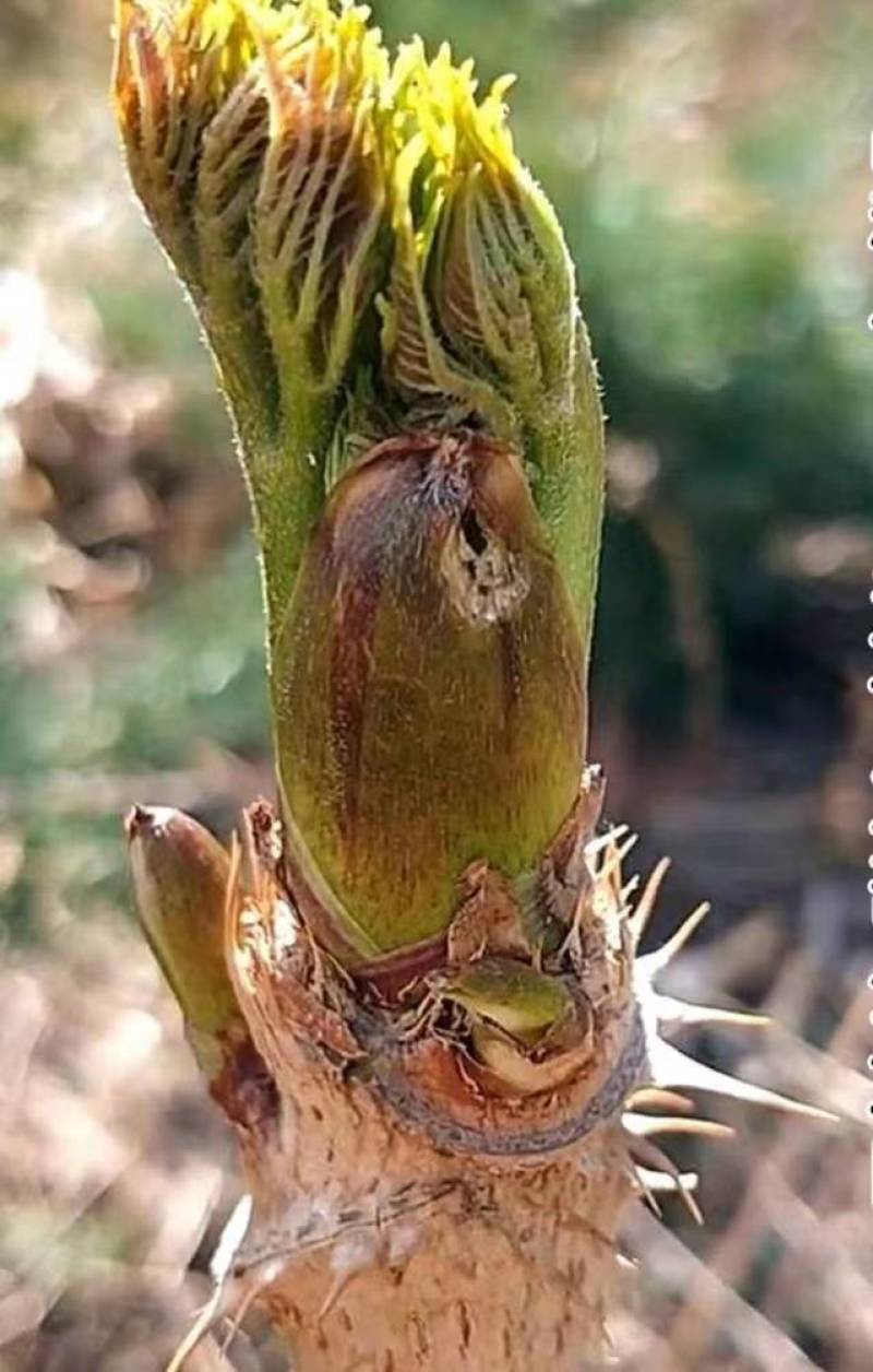 山野菜刺老芽刺嫩芽乌龙头野菜产地直供