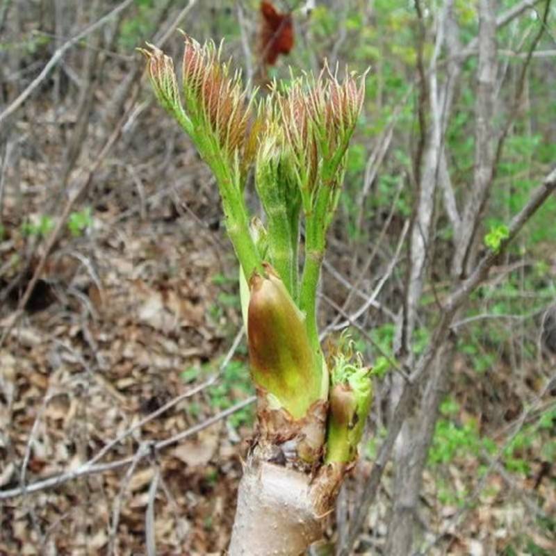 山野菜刺老芽刺嫩芽乌龙头野菜产地直供
