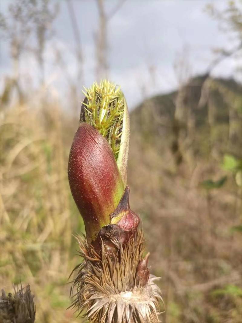 山野菜刺老芽刺嫩芽乌龙头野菜产地直供