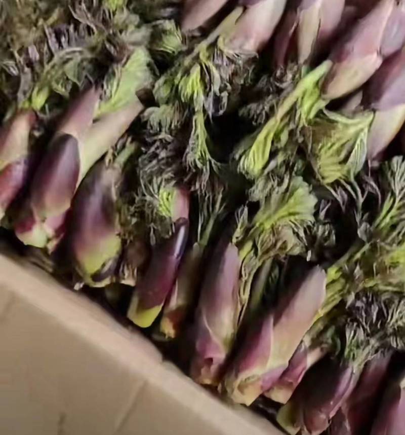 山野菜刺老芽刺嫩芽乌龙头野菜产地直供