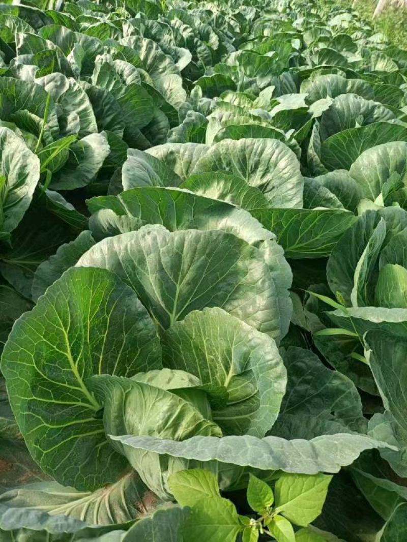 精品甘蓝大量上市质优价廉产地直发