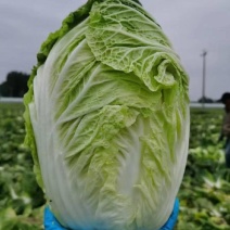 【热销】精品大白菜大量上市质优价廉产地直发