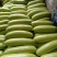 精品西葫芦大量上市质优价廉产地直发