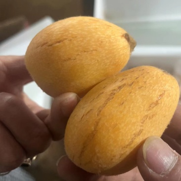 福建云霄树上熟枇杷，裂痕果，顺丰包邮，表皮裂痕不售后