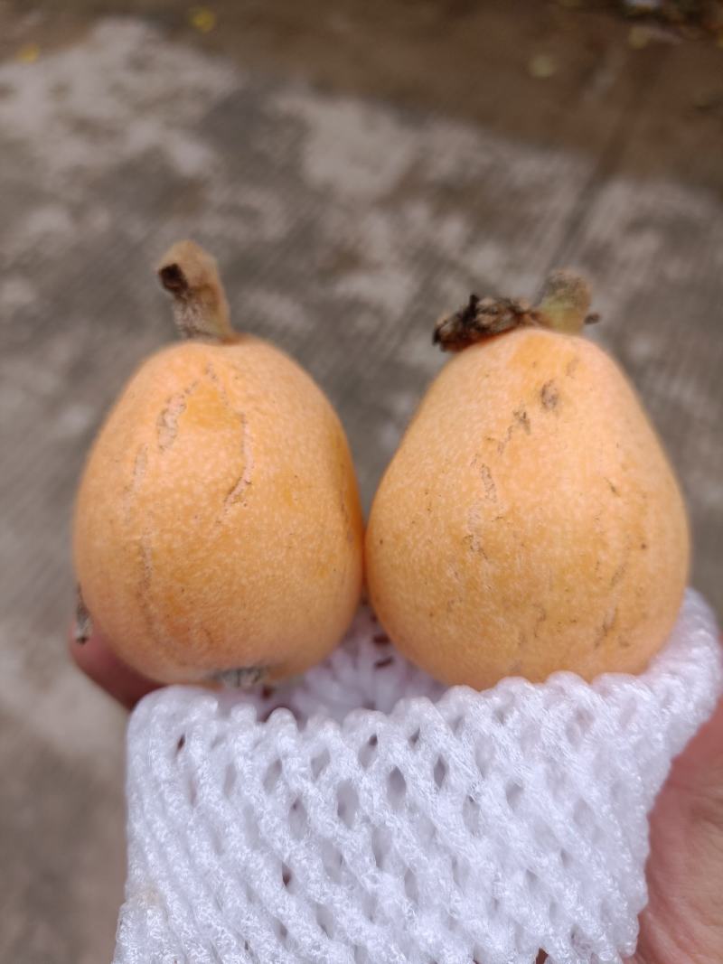 福建云霄树上熟枇杷，裂痕果，顺丰包邮，表皮裂痕不售后
