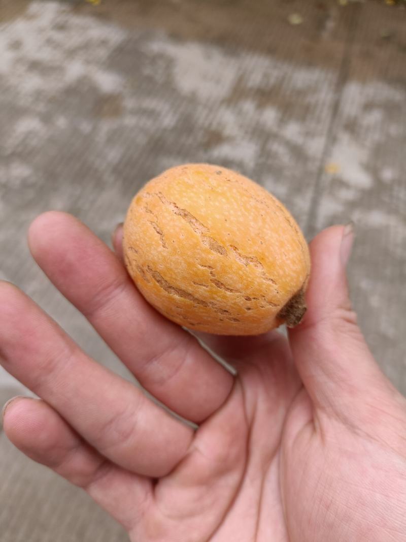 福建云霄树上熟枇杷，裂痕果，顺丰包邮，表皮裂痕不售后
