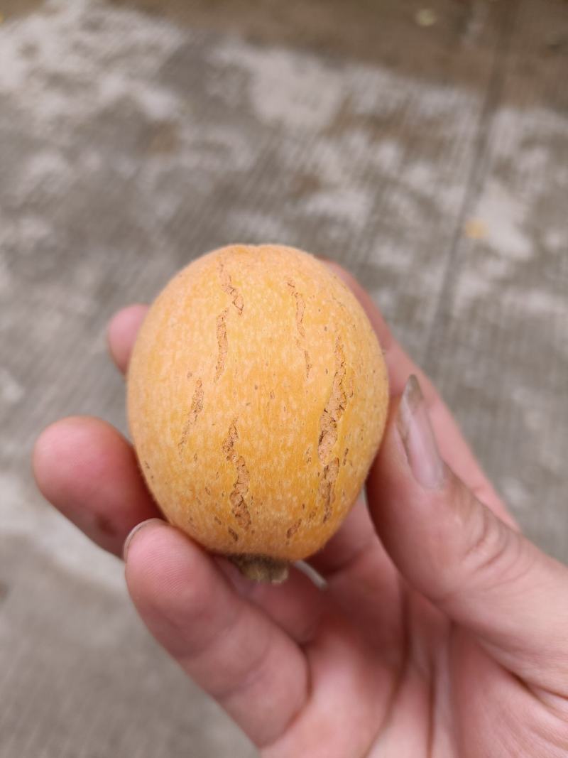 福建云霄树上熟枇杷，裂痕果，顺丰包邮，表皮裂痕不售后