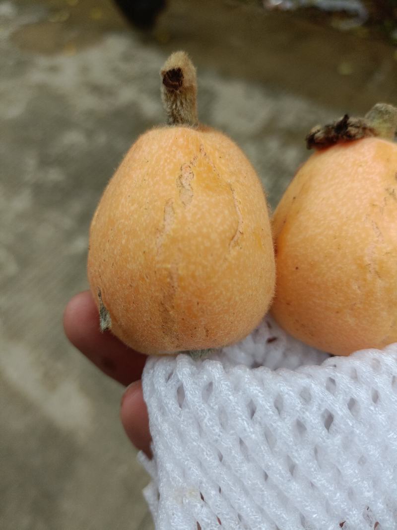 福建云霄树上熟枇杷，裂痕果，顺丰包邮，表皮裂痕不售后