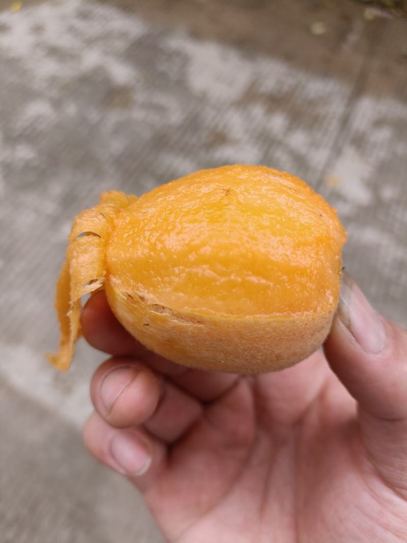 福建云霄树上熟枇杷，裂痕果，顺丰包邮，表皮裂痕不售后