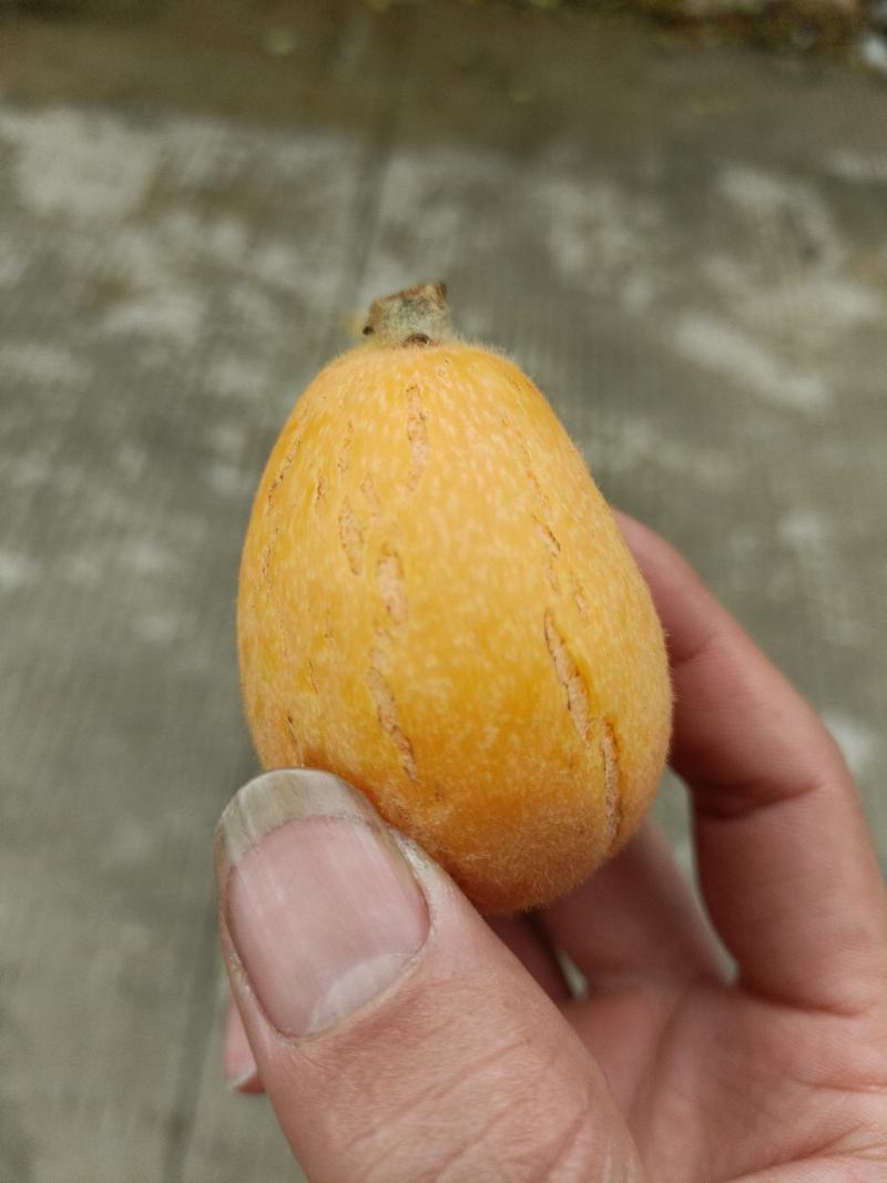 福建云霄树上熟枇杷，裂痕果，顺丰包邮，表皮裂痕不售后