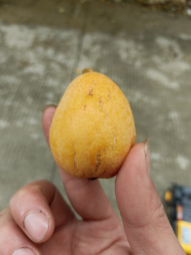 福建云霄树上熟枇杷，裂痕果，顺丰包邮，表皮裂痕不售后