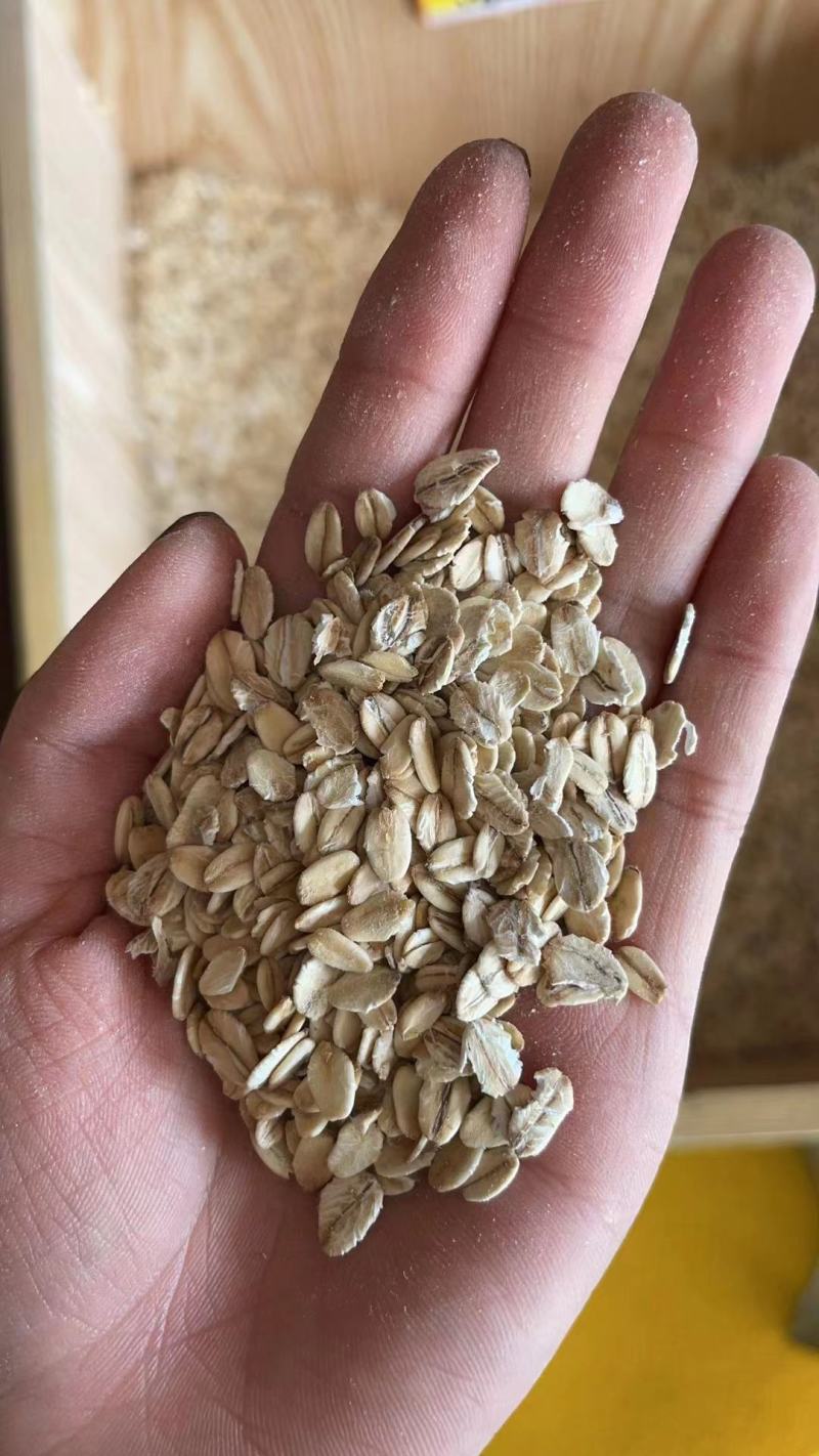 燕麦质量好价格美丽