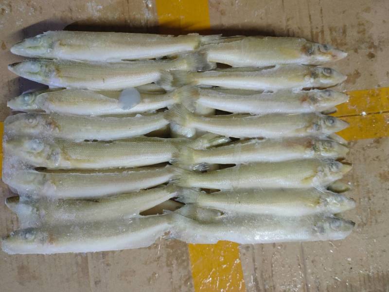 沙尖鱼、海捕鱼、本港小船近海鱼鲜度好、速冻锁鲜发货