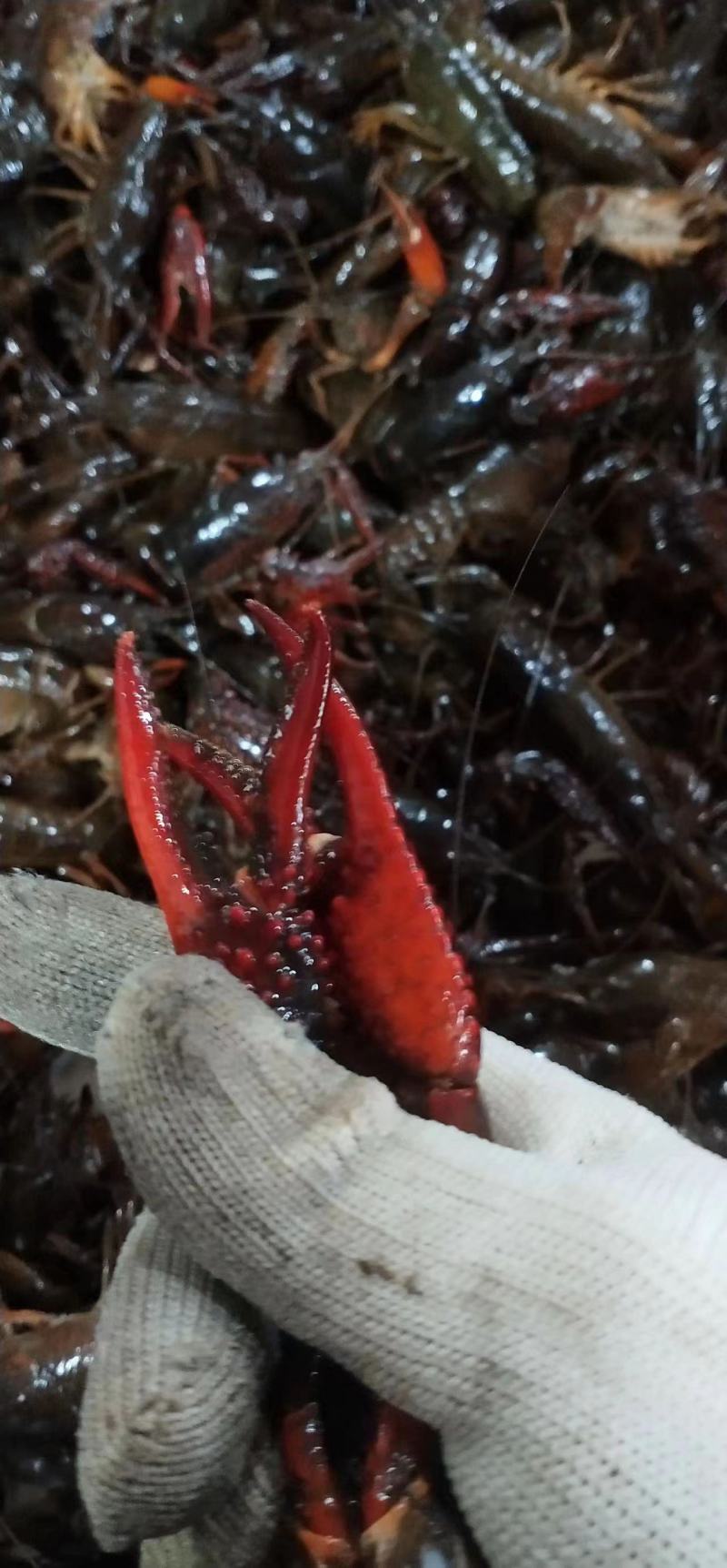 活体小龙虾基地直发肉质鲜美量大从优欢迎老板联系