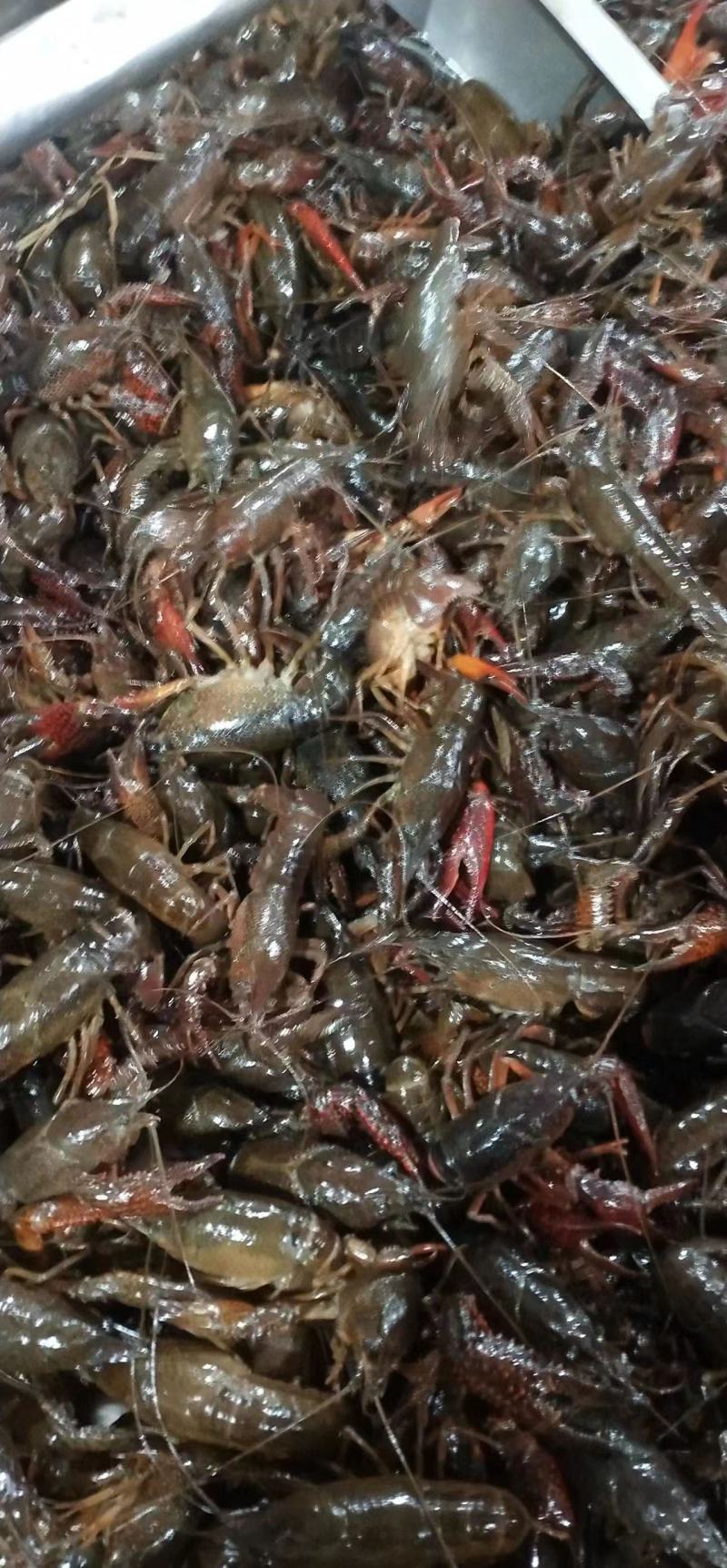 活体小龙虾基地直发肉质鲜美量大从优欢迎老板联系