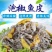 泡椒鱼皮臻大厨开袋即食酸辣开胃小吃凉拌下酒菜批发鱼皮整箱