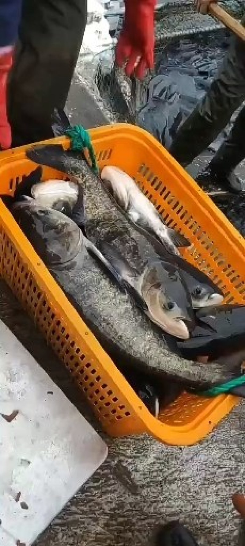 有机花鲢、胖头鱼、鳙鱼、雄鱼、黑花大头鱼，鸭绿江网箱鱼