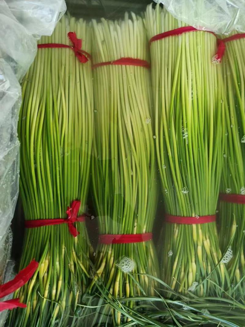 精品白帽蒜苔大量上市中江苏原产地发货品质好量大从优