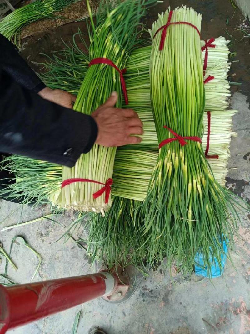 精品白帽蒜苔大量上市中江苏原产地发货品质好量大从优