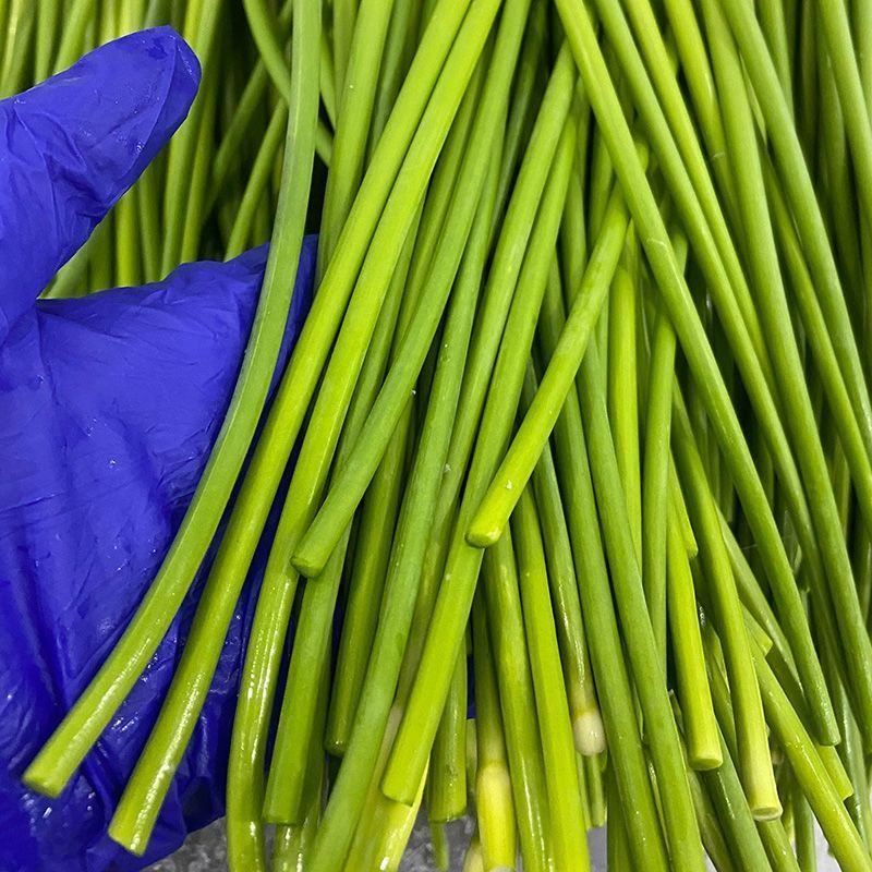 精品白帽蒜苔大量上市中江苏原产地发货品质好量大从优