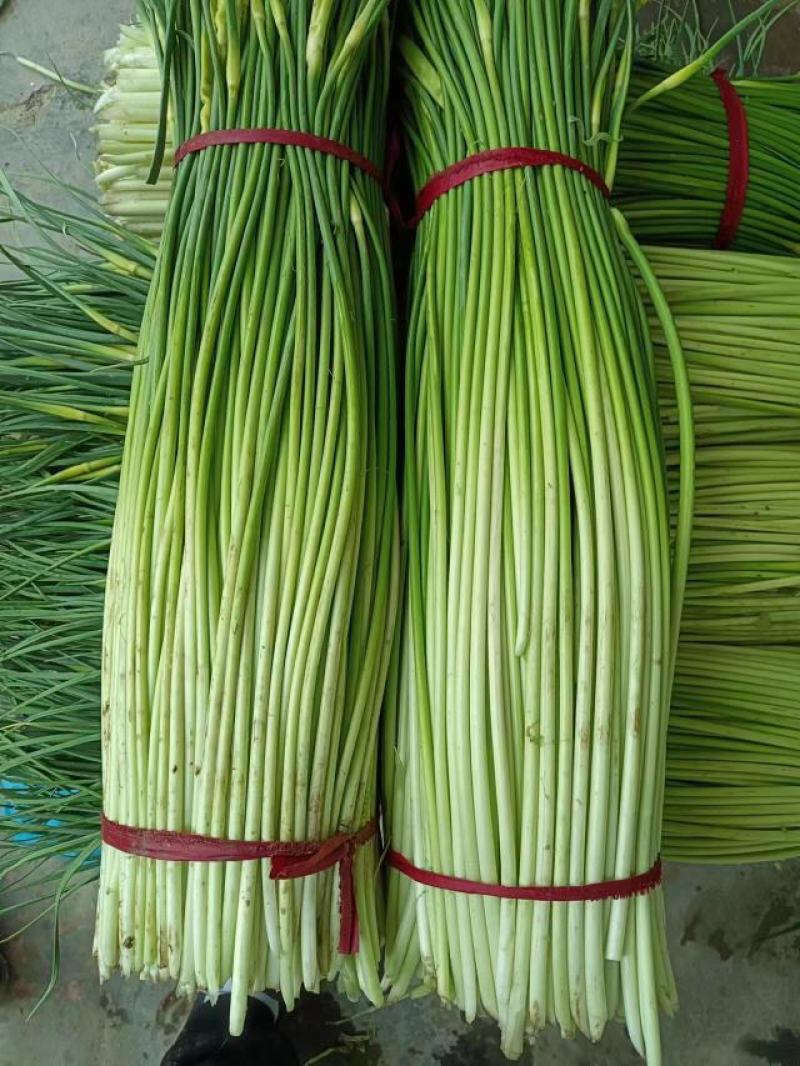 精品白帽蒜苔大量上市中江苏原产地发货品质好量大从优