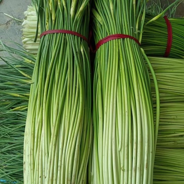 精品白帽蒜苔大量上市中江苏原产地发货品质好量大从优