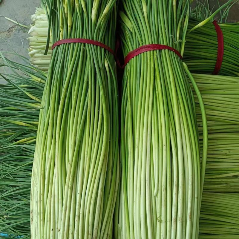 精品白帽蒜苔大量上市中江苏原产地发货品质好量大从优