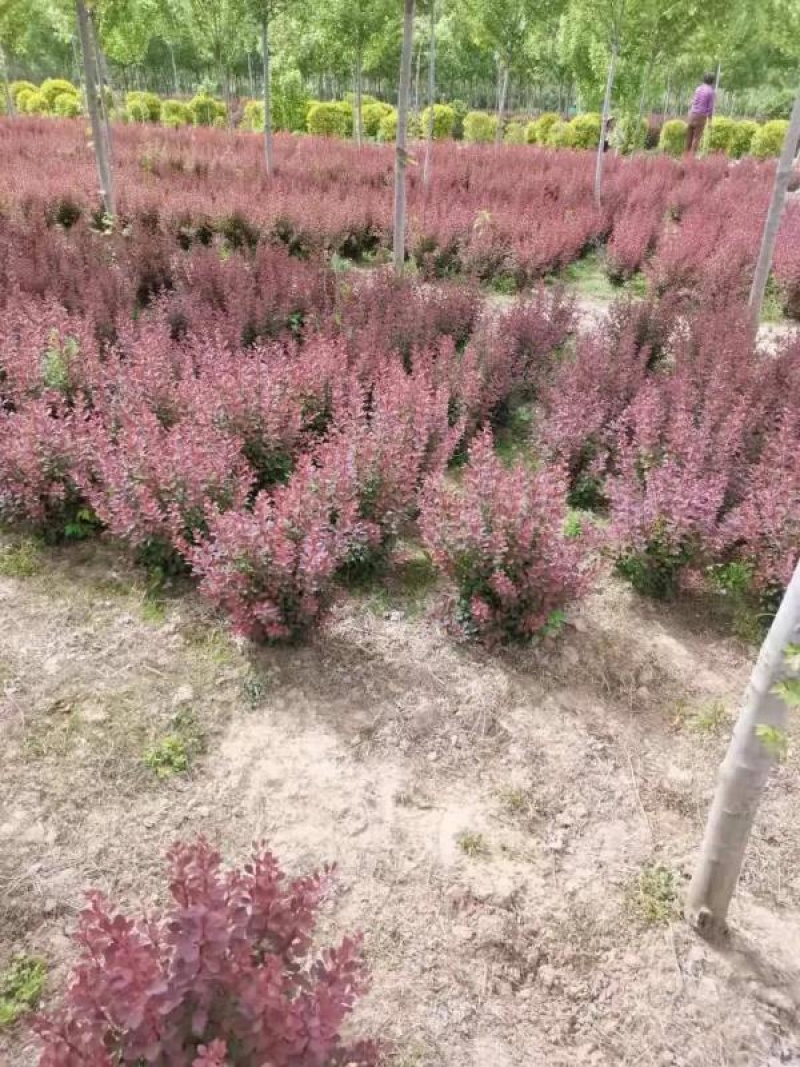 红叶小檗，花镜专用苗公园绿化，小区绿化等各种绿化常用苗，