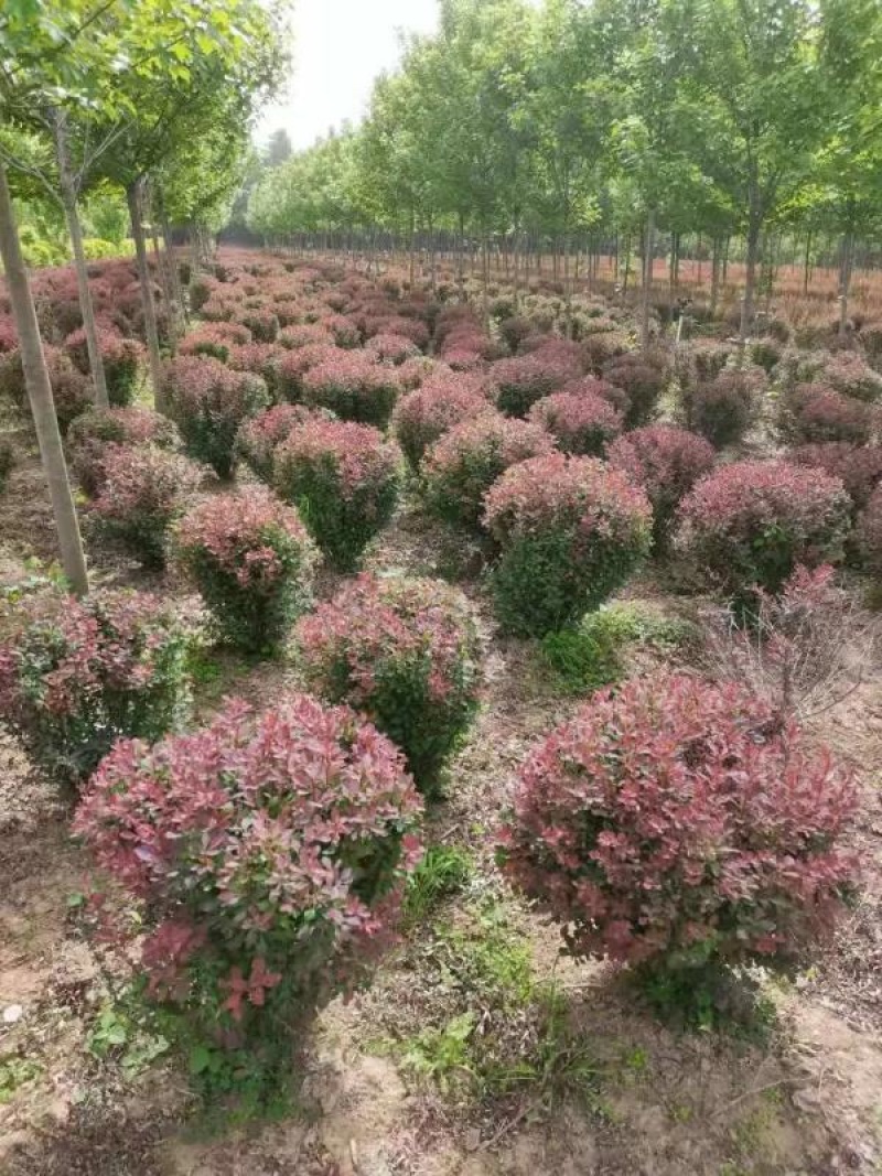 红叶小檗，花镜专用苗公园绿化，小区绿化等各种绿化常用苗，