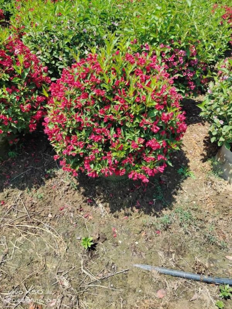 红叶小檗，花镜专用苗公园绿化，小区绿化等各种绿化常用苗，