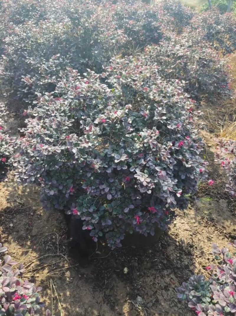 红叶小檗，花镜专用苗公园绿化，小区绿化等各种绿化常用苗，