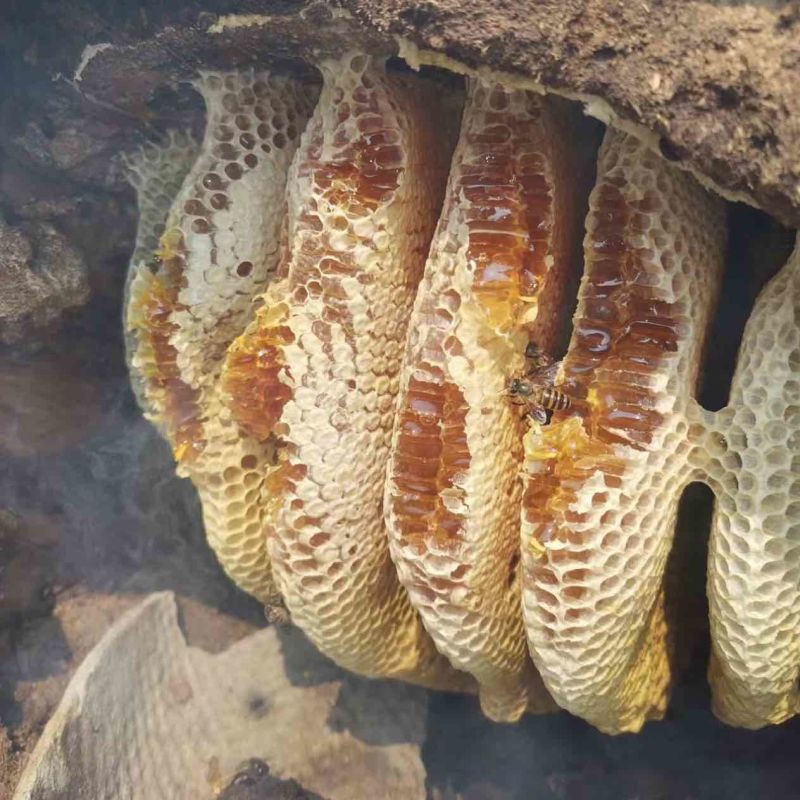 云南野生无添加剂土蜂蜜