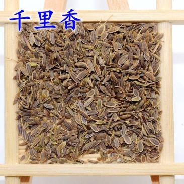 中药材产品千里香新货无硫规格齐全诚信经营诚信药