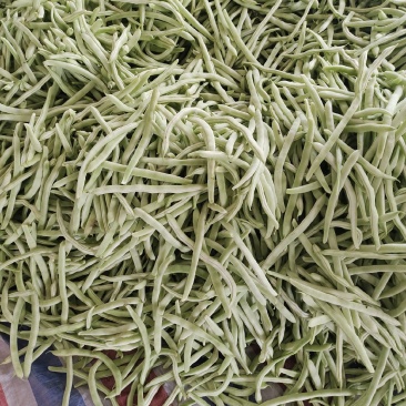 芸豆白不老