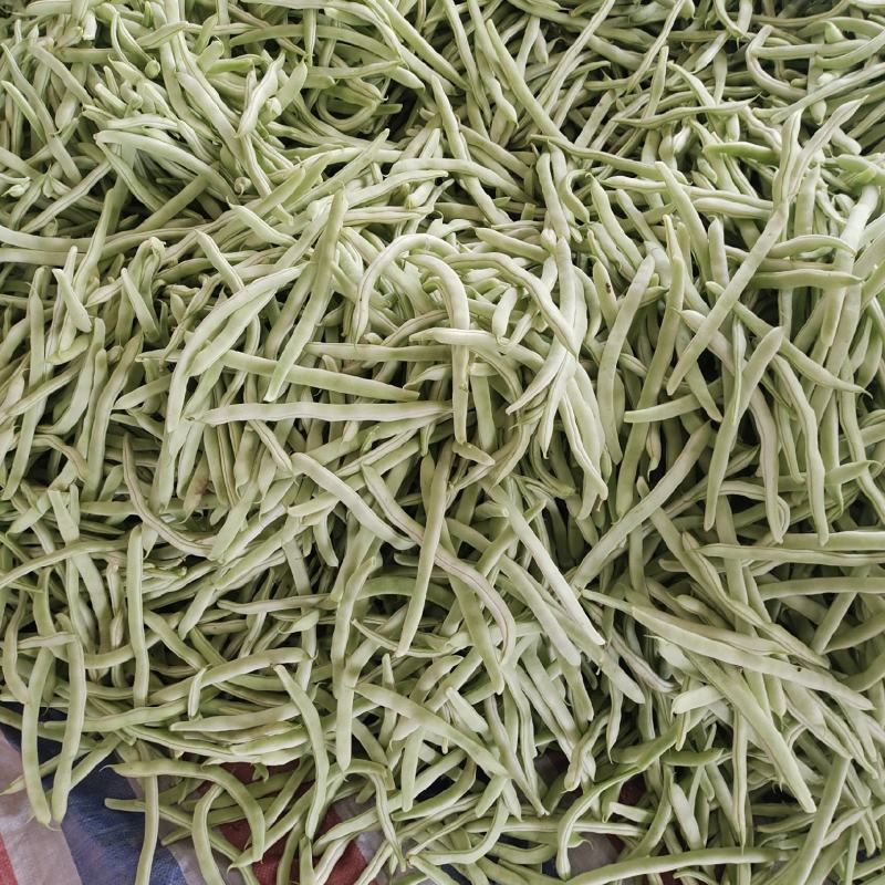 芸豆白不老