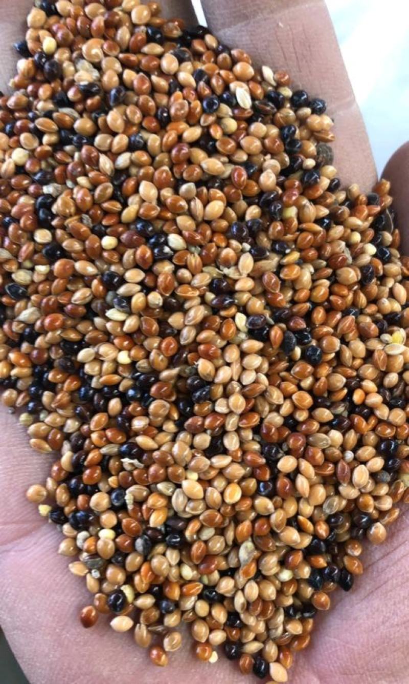 糜子精选净粮批发糜子糯米大黄米保质保量量大更优！